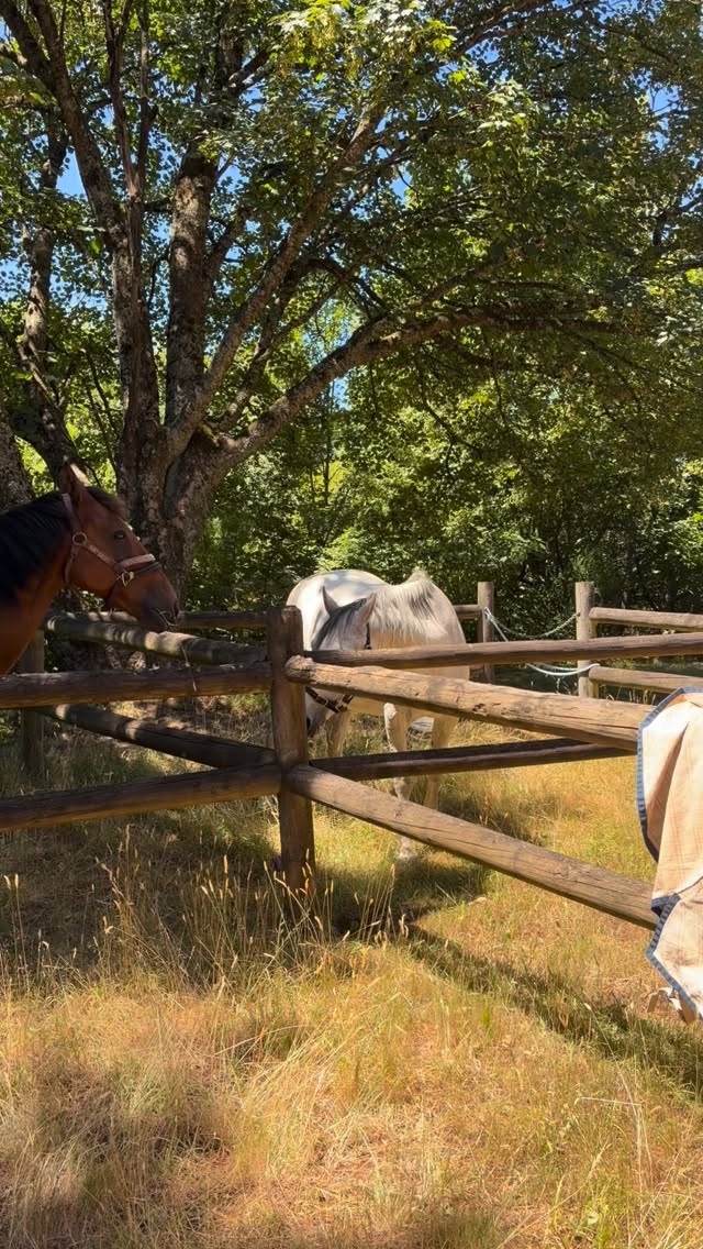 Such a great day at Trentham Adult Riding Club demonstrating massage and stretching techniques to help riders check in with their horses. The team was very enthusiastic and the horses were very appreciative.
#equinemassage #horsemassage #horse #trenthamadultridingclub #woofandhoofwellness