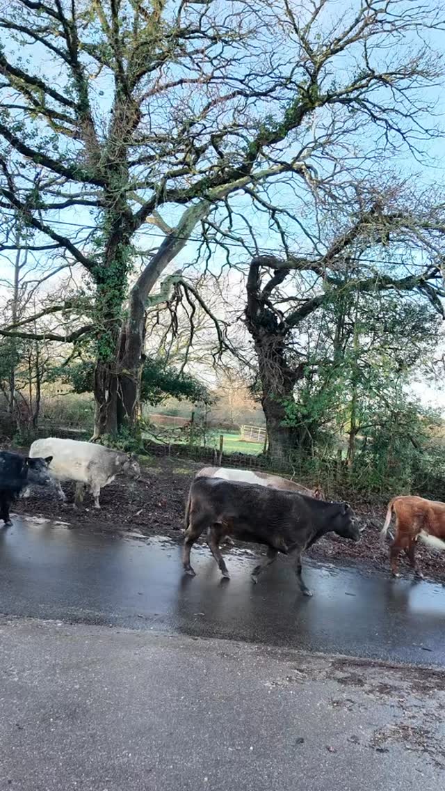 Cold morning, blue skies, and a few friendly cows 🐄✨
This is what camping mornings are made of at the Red Shoot Camping Park! #newforest #camping #redshootcampingpark #cows #newforestnationalpark