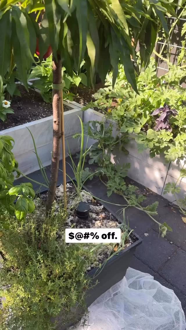 Honestly, just leave …get the memo wasps