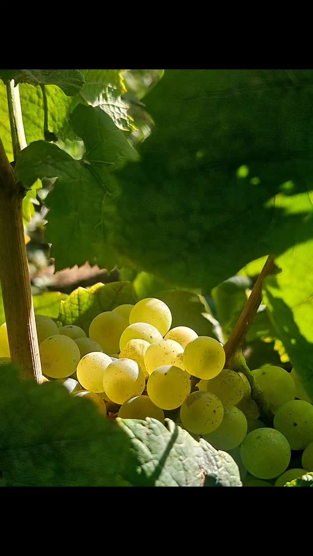 This morning we harvested our Chardonnay grapes 🍇
The early light, the rhythm of the vineyard, and the quiet determination of the hands that make it happen.
Every crate carries a year of care — pruning, sun, wind, rain and patience.
Now the next chapter begins.
From our vines to your glass. 🤍
#KleinNektar #ChardonnayHarvest #WineFarmLife #HarvestSeason
