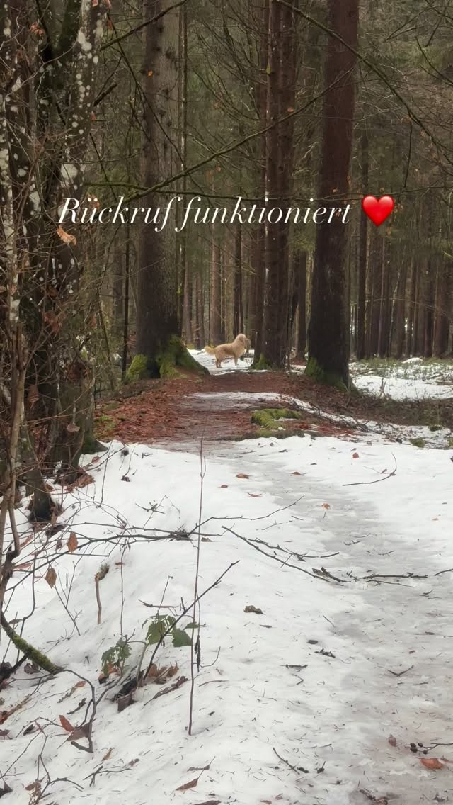 Mit Samy immer am trainieren❤️ #mel4animal #energy #tierliebe #training #leadership