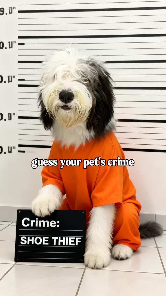 Se reporta un nuevo caso en la clínica…
Han desaparecido varios zapatos misteriosamente.
Sospechosa principal: Lola
Motivo: “Solo estaba jugando”
Si ves a Lola con tu zapato…
No es robo, es una inspección de calidad perruna 😂
#LolaLaLadrona #VidaDeClínica #PerrosTraviesos #VetLife #MomentosReales