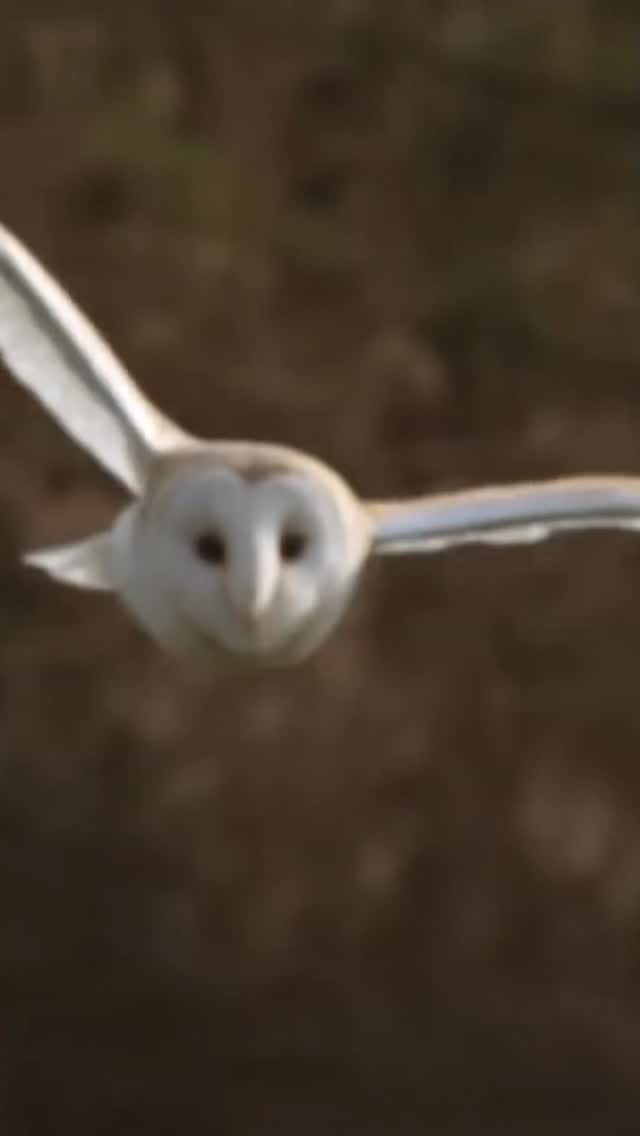 Who will win? WHO? #superbowl #funny #silly
Go @seahawks !