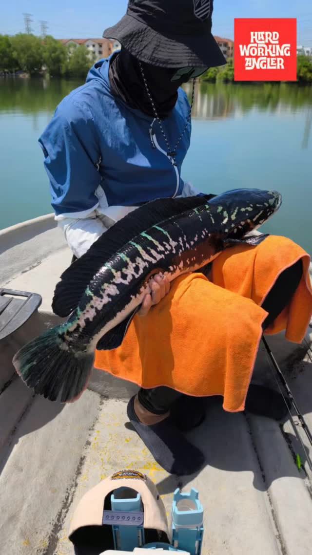 Someone is feeling lucky today. Beautiful female giant snakeheads caught at our urban Kuala Lumpur lake. Contact us for enquiries on our freshwater fishing trip in Malaysia. #peacockbassfishingguidemalaysia #hardworkingangler #fishing #visitmalaysia #giantsnakehead