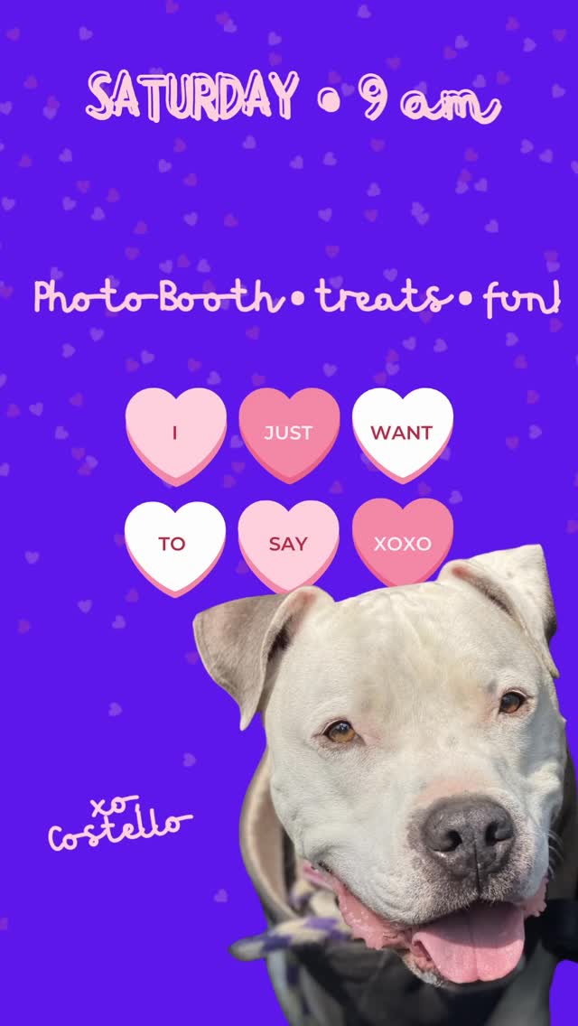 Valentine’s Day Party following our Saturday Pack Walk this Saturday at 9 am! Photo Booth • treats! • fun! See you soon. Come walk with us! Saturday, Colorado Lagoon, 9 am on the corner of Orlena & Vermont. See you soon!
Our walks respect you and your dog’s need for space, help dogs learn to be calm around others and create an opportunity for us to meet and support each other. Walks among others can satisfy our dog’s need to belong and often lead to a long nap afterwards. And if you need help with any behavior challenges, we can offer suggestions to help you overcome or manage them. Please reach out!
Some of our dogs are scared. Some are shy. Some are reactive. Some are friendly, but learning how to be calm around others. We maintain these rules on our walks: a minimum of ten feet from others (unless dogs are together), one dog per handler, a six-foot or shorter leash (no retractables, please) and NO dog intros. It is everyone’s responsibility to keep their dogs safe and safely under control. If you can follow our rules, you are welcome to join us. Please feel free to use a muzzle if your dog would benefit from it. If you’re not sure if your dog would do well at a pack walk, please message us for more information.
#packwalk #longbeachdog