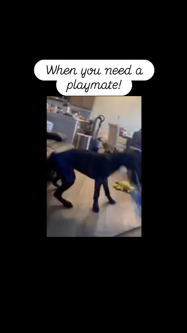 #dogsofinstagram #cutedogs #akc #blessed