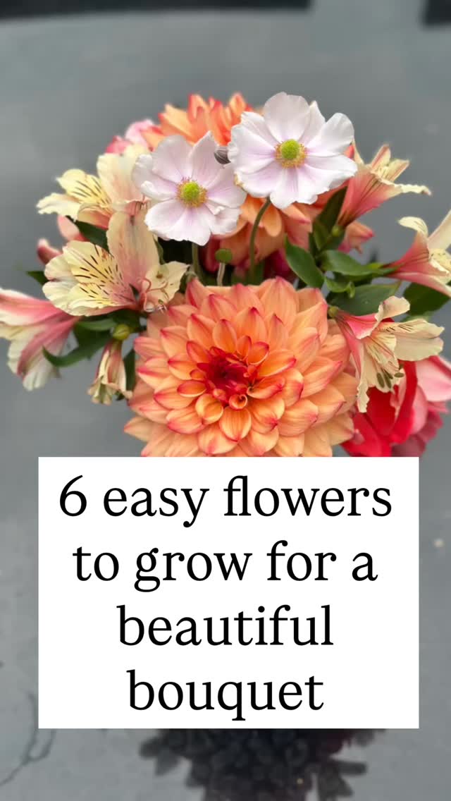 I love growing cut flowers in the summer. Here are my top 6 easy flowers to grow for a beautiful bouquet
šøDahlias - June to October
šøAlstroemeria - June to October
šøAlliums - May -June
šøPeonies - April to June
šøCosmos - June to October
šøSweet Pea - June - September
What are your favourite flowers to grow?
#flowers #cutflowers #growyourownflowers