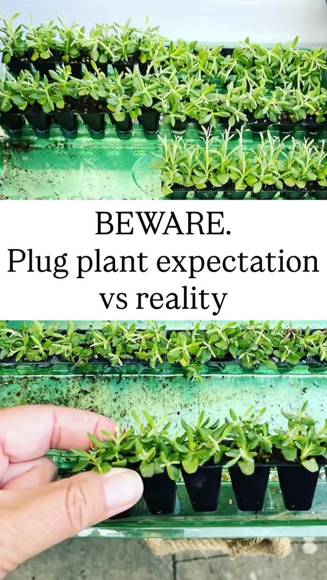 Just a reminder now spring is around the corner, not to get reeled in by the plug plant deals. Unless you have the pots, compost, time and greenhouse to look after these little babies it would be a waste of your money! Plug plants can arrive as little as your thumb nail, and can take a lot of looking after to get to the point of planting out. Do your homework before you buy and read the small print š #moneysavingtips #gardening #plugplants