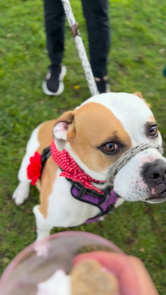 Beautiful Tilly enjoying a pup cup after our Saturday Pack Walk. No matter the size or age of your dog, no-contact pack walks are a great way to build confidence and tolerance. It relies on us giving each other a minimum of 10 feet of space from one another, or more if you see a dog who appears to be nervous or a human working with their dog. This is our commitment to one another: to hold space and to give space on our pack walks. Thank you to our community for helping us, be there for one another and for creating an amazing network around the dogs we love. If your dog is not pack walk-ready, reach out to us to see how else we can help. @iggy_pittie_pop