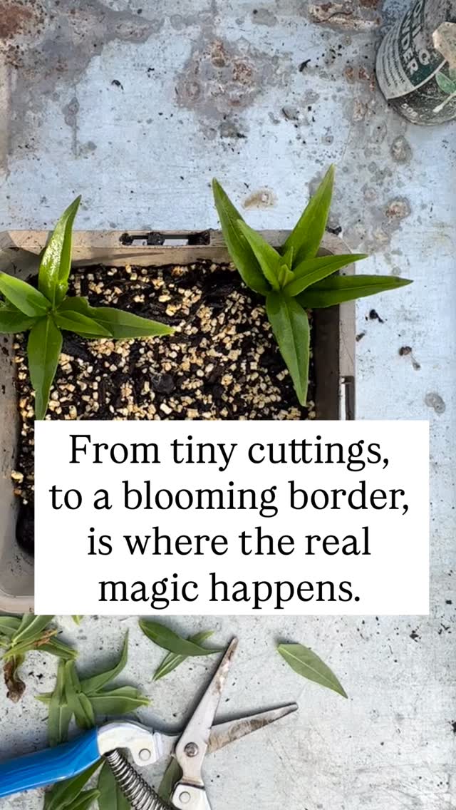 Eighteen months ago, this border was nothing but a patch of empty soil and a big vision. This summer, it will be a living wall of color and texture. The best part is, I didnāt spend a penny on new plants.
I managed to fill this space entirely through two simple, age old techniques: cuttings and splitting. How cool is that! #gardening #gardenhacks #propagation