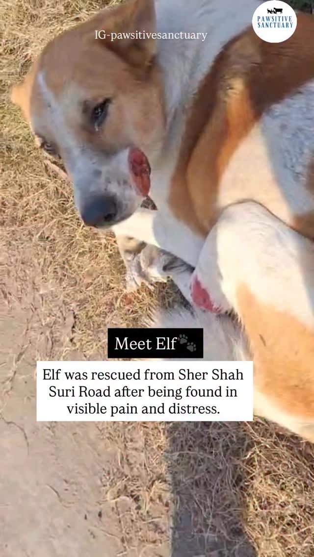 Meet Elf ๐พ
Elf was rescued from Sher Shah Suri Road after being found in visible pain and distress. On rescue, it was observed that he has tumor growths on the side of his mouth/cheek (facial area) as well as on his leg, making it difficult for him to live normally. ๐
He was immediately brought to safety for medical evaluation. The vets have confirmed that his condition is treatable with chemotherapy, and with timely treatment and proper care, Elf has a real chance at recovery.
Elf is now under our care, but his healing journey will require regular chemotherapy sessions, medicines, and consistent support.
๐ We humbly request everyone to support Elf in this fight. Your help can relieve his pain and give him a chance at a healthy, dignified life.
Every prayer, share, and contribution matters.
Letโs stand together for Elf. โค๏ธ๐ถ
๐ PayPal: @pawsitivesanctuary
๐ American and Global Donors: pawsitivesanctuary.networkforgood.com
๐ Canadian Donors: pawsitivesanctuary.com/donate
๐ E-transfer: infopawsitivesanctuary@gmail.com
#rescuedogsofinstagram #adoptdontshop #animalrescue #dogrescue #donate