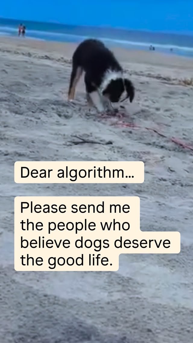 If you want the good life for your dog, we’re already on the same team. ❤️🐾
I’m drawn to families who love adventure and care deeply about how their puppy was raised—pet-first, home-raised, well-socialized, health-tested parents, and support that doesn’t end at pickup day.
If you’re nodding… we should be friends. 🤍
I was once in your shoes and I get it. You want the very best from the beginning even before you adopt them❤️❤️🐾🐾
.
.
#ethicalbreeding #miniaussiepuppy #ohiodogs #kentuckydogs #miniaussiebreeder