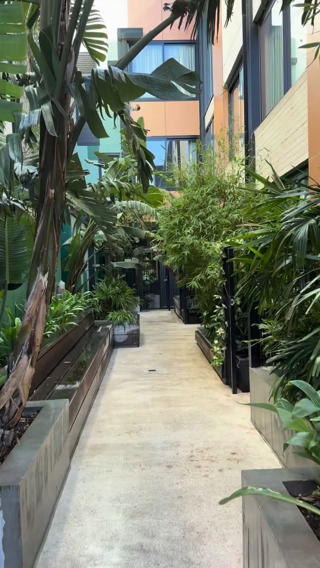 RE: Urban Jungle š±
#gardenmaintenance #melbourne #fitzroy #horticulture #gardensofmelbourne