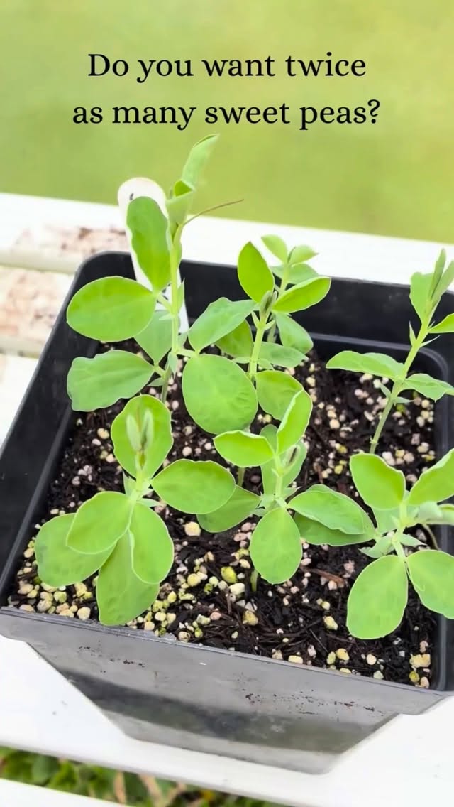 👩🏽🌾 Do you want more sweet peas? 🌱
Pinching out sweet peas might feel wrong… but it’s the secret to stronger, bushier plants and way more flowers later on.
Once they’ve got 2–3 sets of true leaves, snip the top growing tip. They’ll branch instead of growing tall and leggy.
Don’t waste those tips, put them in water and they’ll root, giving you even more sweet peas for free.
More blooms, sturdier stems, and bonus sweet peas… do you pinch yours?
#thegranarygarden #sweetpeas #gardenmagic #growyourown #gardeningtips