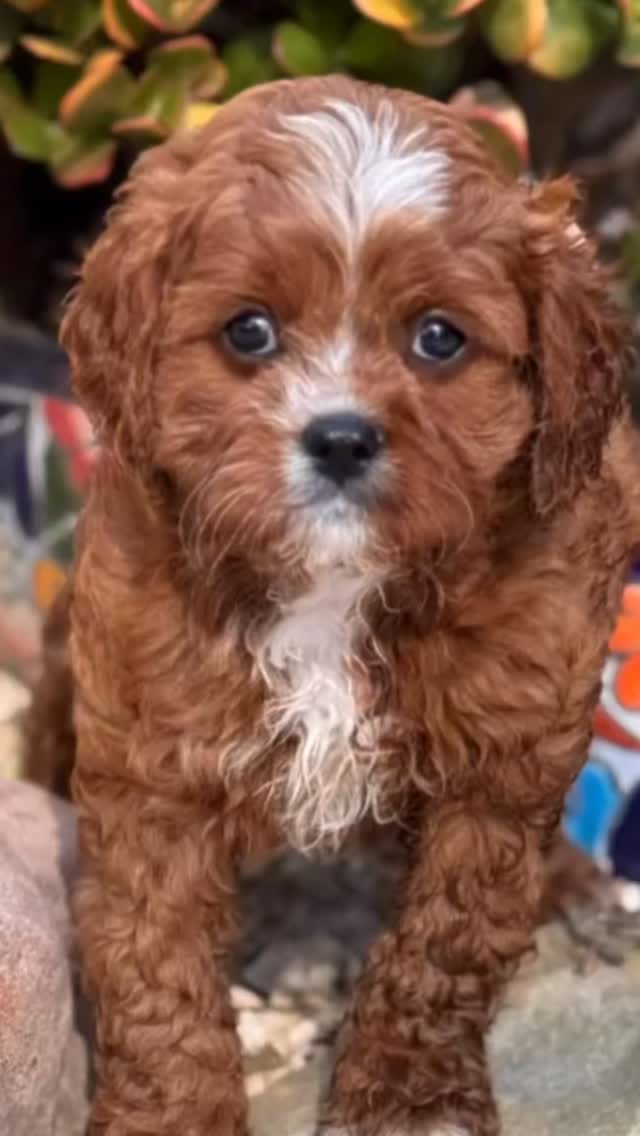 Ruby boy, white-kissed and full of charm ❤️🐶
This handsome Cavapoo is ready to steal hearts just in time for Valentine’s Day, and keep them furever. Sweet, snuggly, and impossible to resist, he’s the perfect little gentleman to curl up with all season long.
Ready to fall in love? Contact for details 💌✨
.
.
.
.
#cavapoo #cavapoopuppy #tinkerpups #california