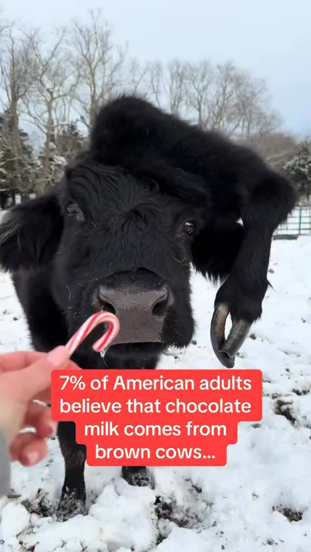 Follow us on TikTok @switch4good! You just might learn an evidence-based thing or two!
According to @consumerreports , 48% of Americans admitted that they don’t actually know where chocolate milk comes from. If you visit switch4good.org, we’ll load you up with free, comprehensive evidence-based research and resources to help you transition to plant milk and #ditchdairy for your health, the planet, the animals, and food justice 🌱 🥛