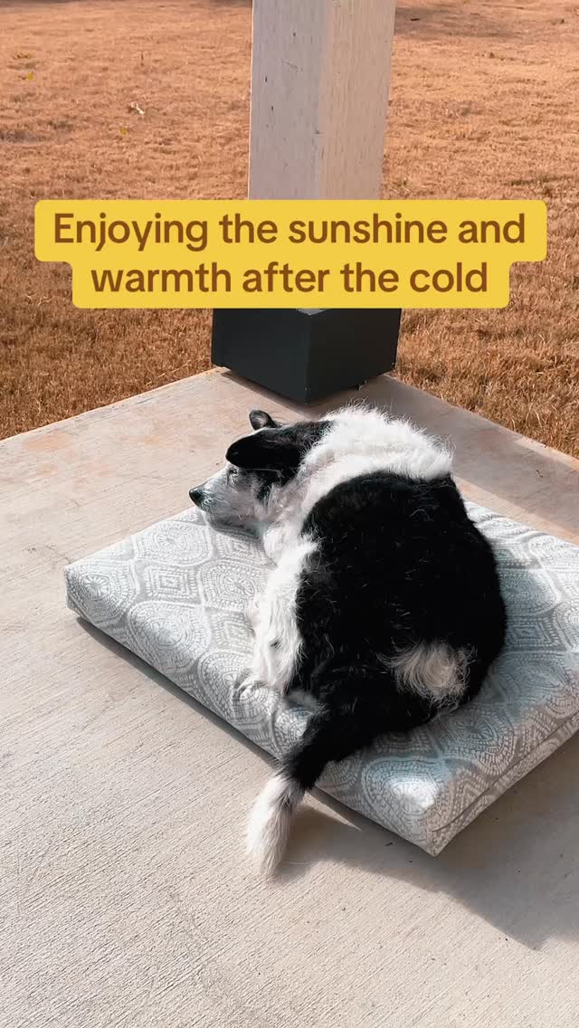 Eddie loves a nap on the backyard patio with sunshine and a gentle breeze especially after that cold front.