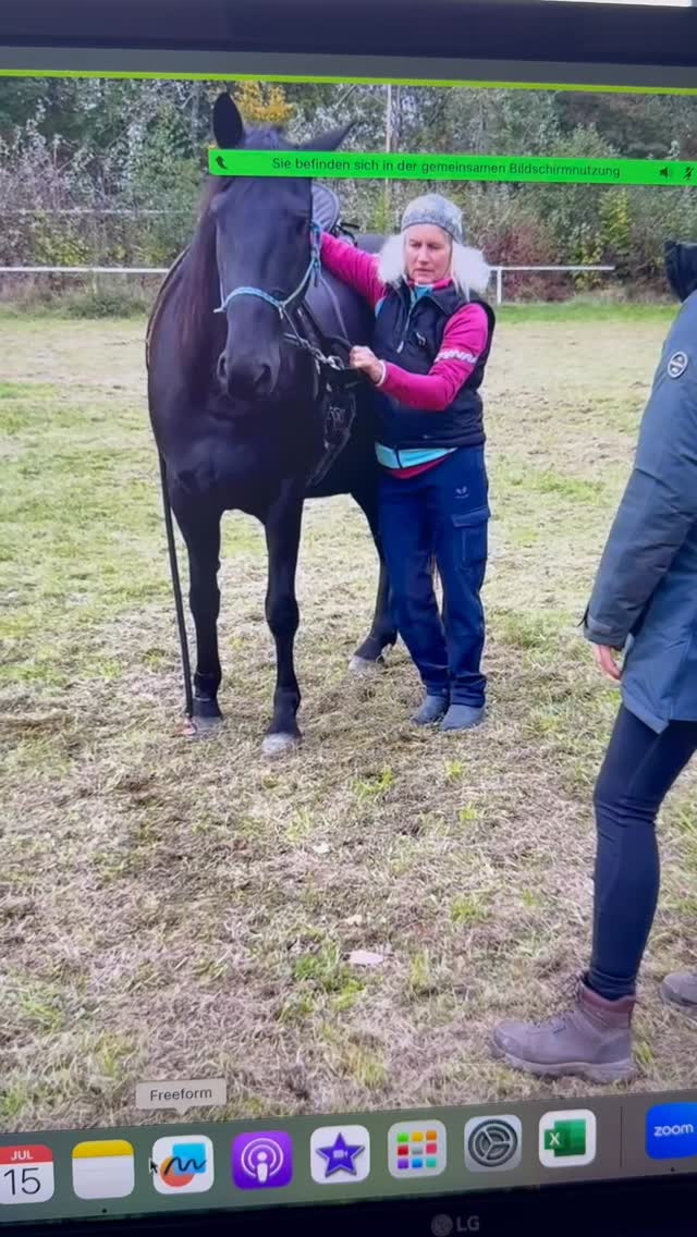 “So rettest du dich aus jeder Notsituation mit deinem Pferd”
“Die seitliche Biegung ist nicht nur irgendeine Übung – sie ist dein Notfall-Stop, der Leben retten kann.”
„Schau mal, was ich meiner Schülerin hier erkläre:
Am Boden muss die seitliche Biegung leicht und nachgiebig funktionieren. Warum? Weil genau DAS später dein Rettungsanker wird, wenn’s brenzlig wird.
Diese 5 Qualitäten müssen sitzen:
✅ Verständnis – dein Pferd weiß, was du willst
✅ Wiederholbarkeit – funktioniert immer, nicht nur manchmal
✅ Halten in der Lektion – bleibt konstant
✅ Schnelles Abrufen – keine 10 Sekunden Bedenkzeit
✅ Kombination mit Herausforderungen – auch wenn’s stressig wird
Die meisten Reiter üben das halbherzig am Boden und wundern sich dann, warum der Notfall-Stop im entscheidenden Moment auch beim Reiten versagt.“
🚀“Du willst lernen, wie du diese 5 Qualitäten systematisch aufbaust?
🔗Link in meiner Bio – dort zeige ich dir mein komplettes System für sicheres Reiten.”