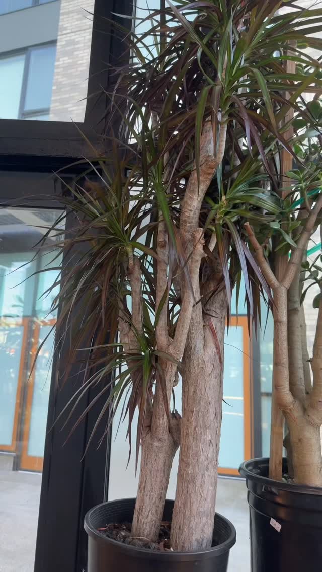 When in doubt buy a plant!🪴
#booshnursery #plantlover #indoorjungle #seattle #plantshop