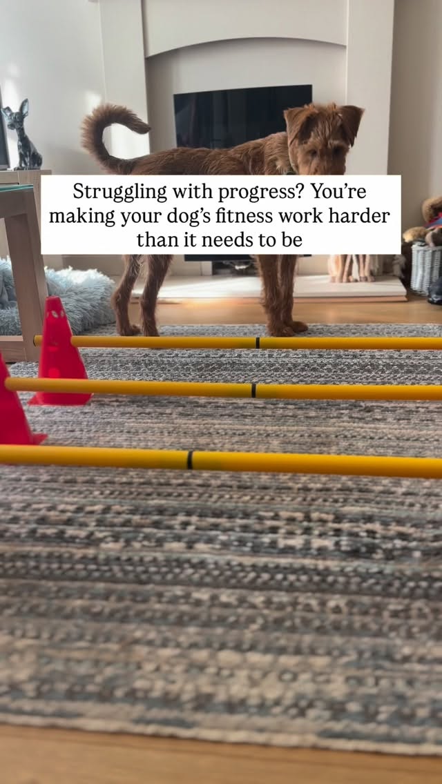 Canine fitness videos are EVERYWHERE on instagram right now.
Have you been struggling to get your dog to perform the exercises? It could be that you are starting with exercises that are simply too complex for your dog’s level.
Our tip: Start simple.
🐾 Teach your dog correct square stand posture
🐾 Make sure they know a simple sit, down, stand and paw command
🐾 Get them confident with front and hind paw targeting on flat markers
🐾 Encourage walking over ground level poles before raising anything
Once you nail the basics, your dog will find progression a lot easier.
Want help getting started? Speak to us now! ⬇️
Info@furapy.uk