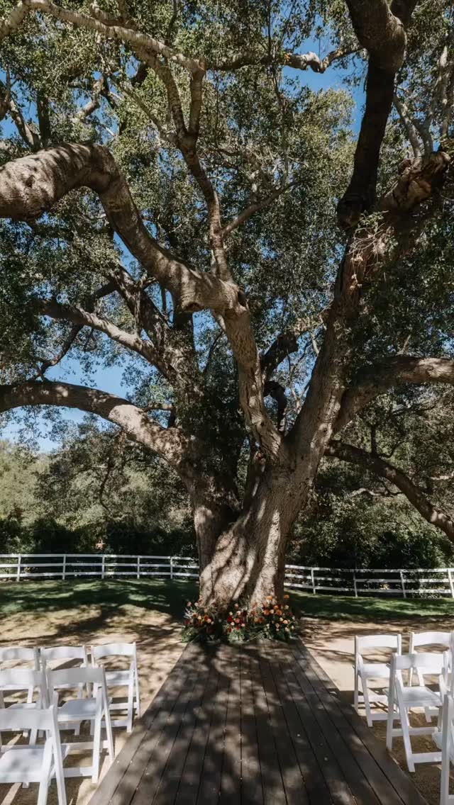 🤍 Circle Oak Ranch Highlights 🤍
Not in any particular order:
Ceremony Tree
Aisle
Reception
Bar
Top of the Hill
Each space makes for amazing photo ops and we love how each photographer chooses to capture those special moments. 📸
Venue @circleoakranchweddings
Photos @verano.visuals
Florist @herecometheblooms
Dress @luv_bridal
Tux @menswearhouse
#weddingday #weddingvenue #weddingflowers #californiaweddingvenue