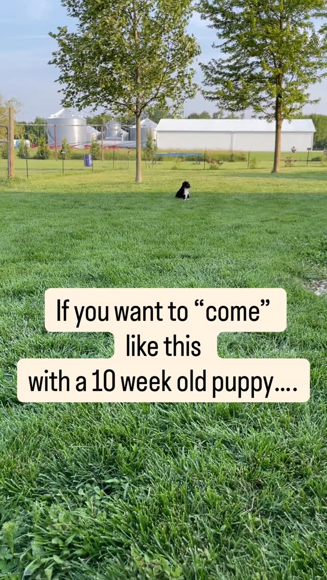 “Game mindset” is KEY 🔑 for teaching “come”.
Listen, I tried it the other way for years with every dog I owned from rescues to old dogs to little puppies and purebreds, and it boiled down to how much bacon could I offer and bribe them to come because at some point in time something else was always better than what I had.
Maybe it was a pile of rabbit poop 💩 maybe it was playing with the other dogs 🐶 maybe it was digging a hole 🕳️ under my swingset- but they were all more fun than me saying come because come was the end of fun and that’s why it didn’t work.
Once I switched it to a game and made it fun 🤩 for the puppy they realized that listening to me say come meant they got to have more fun! 🙌🏼🙌🏼🙌🏼 and that’s the game changer!
Follow these steps:
* Start with a game of Chase
* Then only step back one or two steps and say come one time only and wait for them to come to you
* Slowly increased distance
* if at any point in time, they don’t listen go back to a closer distance or play some more chase
You’ve got this. It’s gonna be awesome but remember keep it fun. 🤩🙌🏼🐾 no bacon required.
#puppytrainingtips #dogtrainingmadeeasy #positivepuppytraining #aussietraining #miniaussiepuppy
