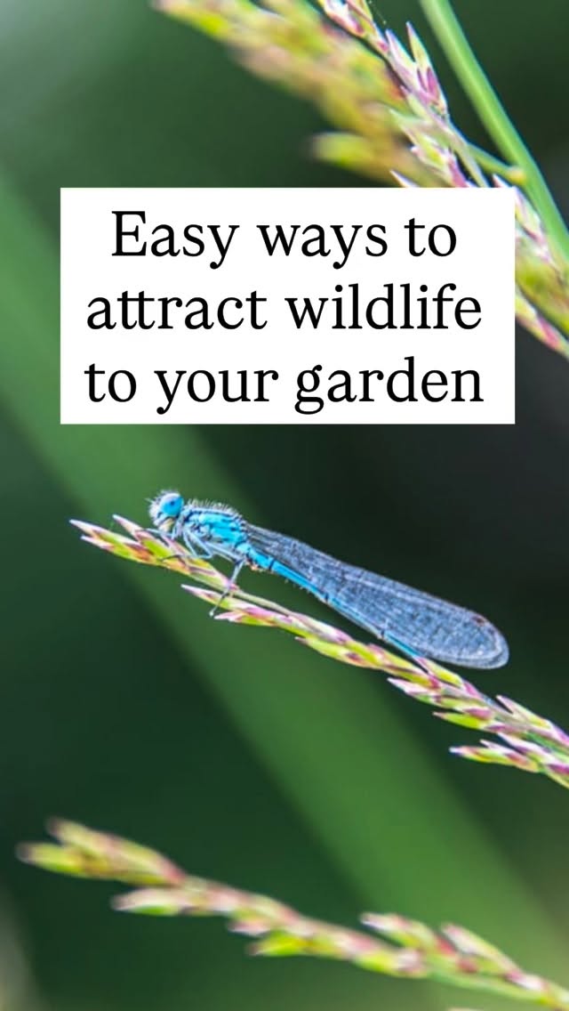 Transforming your garden into a local wildlife hotspot is about creating a tiny, functional ecosystem. If you build it, they will definitely come! Here is how to make your garden the most popular destination in the neighborhood:
1. Plant Native Plants: Native plants provide specific nectar, pollen, and seeds local insects and birds like to eat.
Aim for a mix of early bloomers and late berry producers so the ārestaurantā never closes.
Supplement with high-quality seeds or suet in feeders, but keep them clean to prevent spreading disease.
2. Add Some Water: Build a small pond, or even bury a bucket with sloped sides so creatures can climb out if they fall in.
A shallow birdbath or even a heavy ceramic saucer with some stones in it will give bees a landing pad. Change the water regularly with rainwater to keep it safe and mosquito-free.
3. Embrace Natures Mess:
A pile of old wood in a shady corner is a five star hotel for beetles, frogs, and fungi.
Leaf litter provides vital insulation for overwintering pollinators. If you can, leave a small patch of grass unmown to provide cover for small mammals and insects. Donāt cut back your perennials in Autumn, leave them for bugs to hide.
4. Provide A Loving Home: Dense shrubs offer better protection and nesting sites, than a wooden fence. Install birdhouses or ābee hotelsā for solitary bees. Ensure thereās a small gap under your fence so hedgehogs can pass through safely. 5. Avoid using pesticides or herbicides: They donāt just kill āpestsā they remove the food source for the birds and beneficial insects youāre trying to attract! #gardening #wildlife #nature