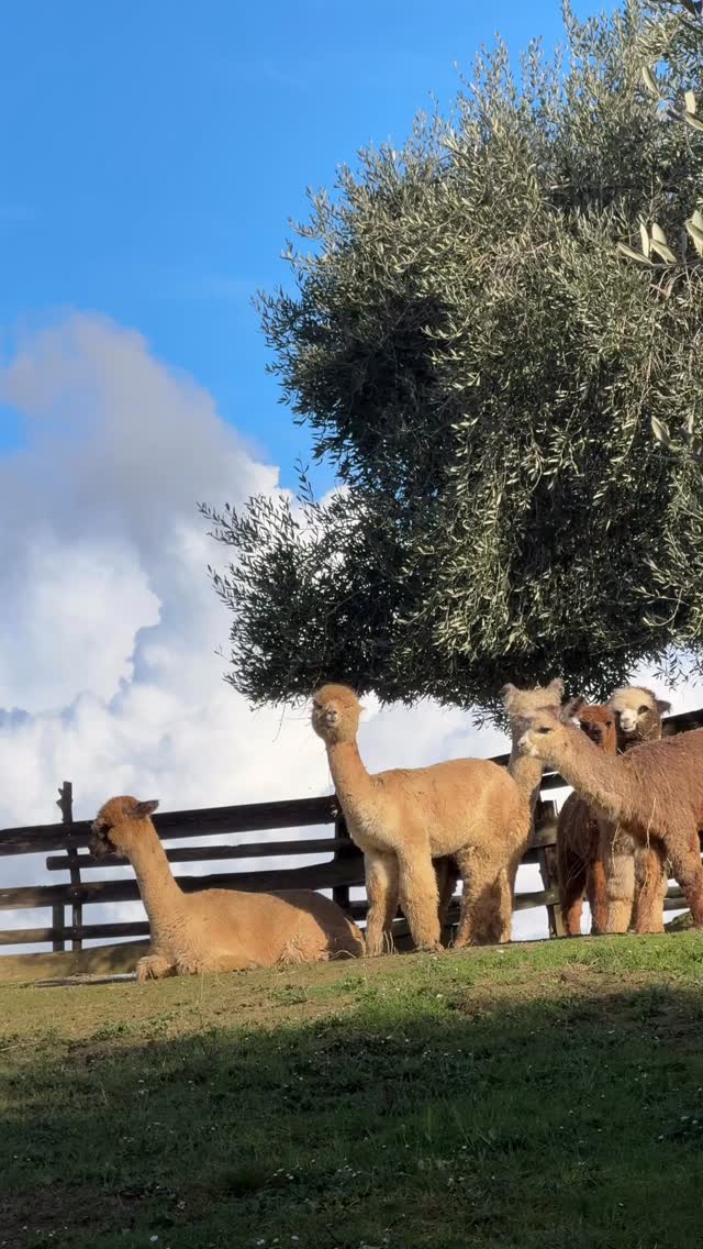 Le condizioni meteo avverse persistono da tanto tempo, i momenti di sole dallo scorso Dicembre si contano sulle dita di una mano.
Abbiamo veramente bisogno che smetta di piovere e che arrivi la Primavera 🌸
#alpaca #alpacas #alpacalove #allevamentoalpaca #alpacasofinstagram
