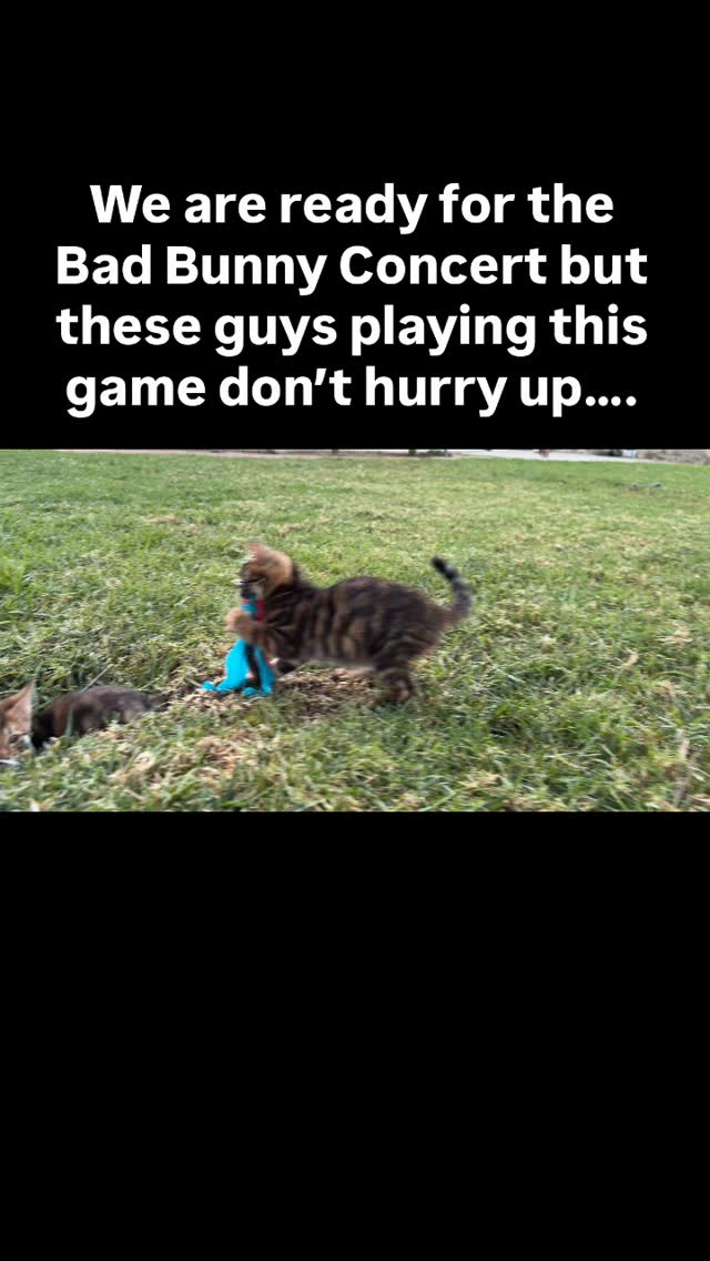 Time to play. Since we are ready for the halftime show but these men can’t hurry up. #toyger #kitten #Superbowl #badbunny #casacruzranch