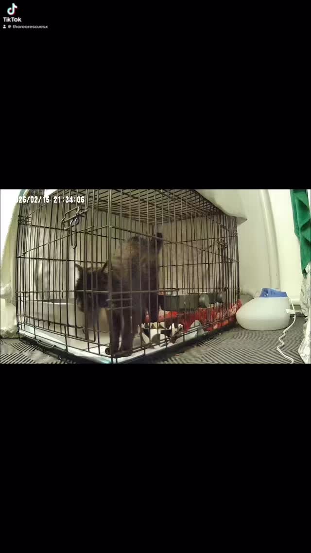 Heard this boys sweet little meow last night for the first time as all the meds are working amazing to help him feel better. Sweet little boy 🥹♥️😺♥️ #rescuecatsofinstagram #brooklyncatrescue #feralcatsofinstagram #blackcatsofınstagram #tnrsaveslives