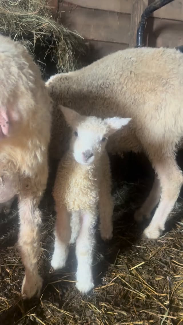 Apologies for all the close up sheep butts, but finally was able to get a decent view of our three little lambs. Eloise may have been last but she is having zero trouble keeping up with Xenon & Frost.
Countdown to lambing group two - in the meantime we are working on some new products!
#farmlife #lambing #sheepfarming