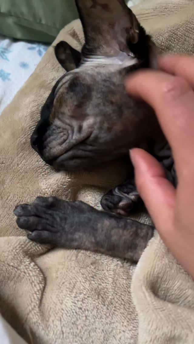 Good morning from smiling Joy
.
#purring #smilingcat #smiling #asmr #sphynxcatsofinstagram