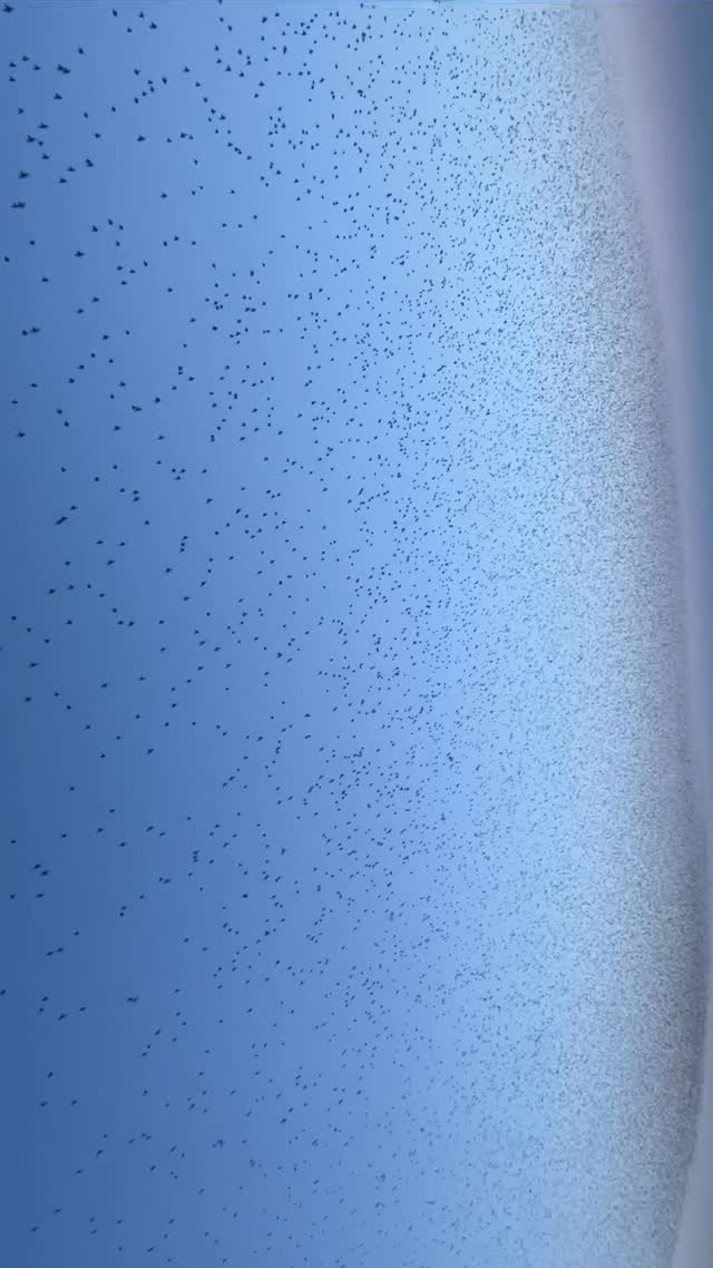 Your call to action 🤙wonderful sight during an afternoon session.
#birds #reels #nature