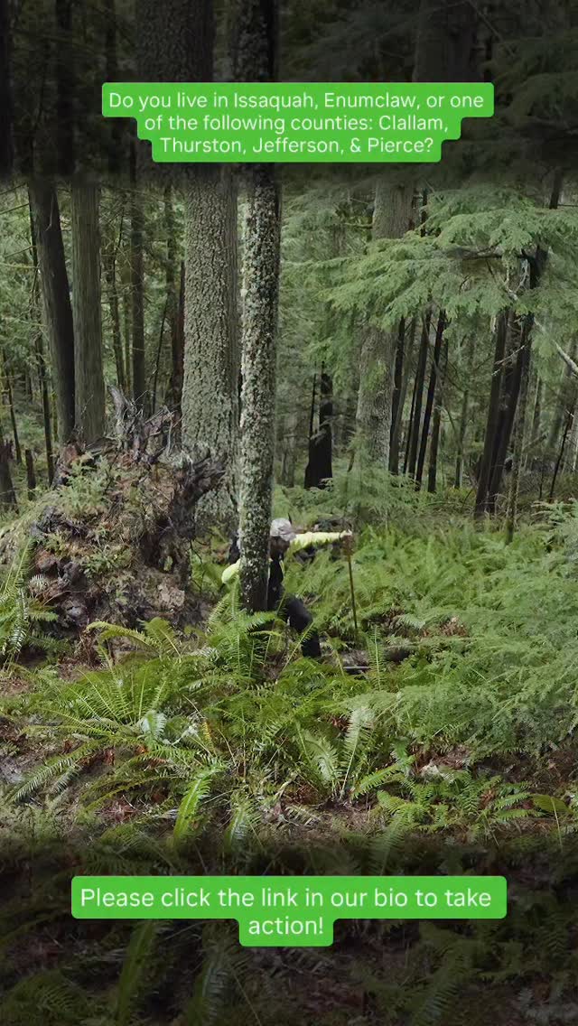 Please take action to support the 2026 Natural Climate Solutions (NCS) proviso! Click the linktree link in our bio!
Help ensure Washington continues investing in climate-smart forest management that protects older forests, supports rural counties, and helps meet our state’s climate goals.
Please Note: This campaign is set up for residents of Issaquah, Enumclaw, and Legislative Districts 22, 24, 5, and 27 (covering parts of Clallam, Thurston, Jefferson and Pierce counties). We are focusing outreach on these priority districts because their legislators play a critical role in advancing this bill, and it’s especially important they hear from their own constituents. If you enter your address and can’t send the message, it means you’re outside the targeted districts. Thank you for helping ensure these decision-makers hear from the people they represent.