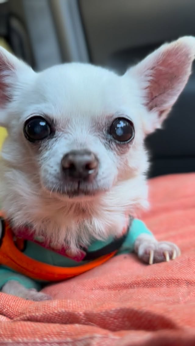 月一整体に来たかわいいオレ😙
整体は好きだけど爪切りは大の苦手💅
#doghomestayfluffydog #ケージレスペットホテル #犬とあるこ #犬の整体 #保護犬を家族に