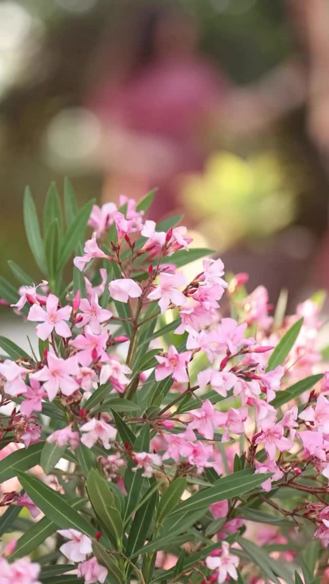 Este San Valentín no nos regales rosas… regálanos el pink performance Set 💌✨
This Valentine’s don’t give us roses… give us the pink performance Set 💌✨
👸 @araceliifdez @marsantanaa
📸 @ambracero @twohearts_portrait
#equestrian #dressage #ridingoutfit #sanvalentín #rider