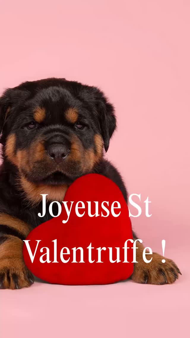 Joyeuse St Valentruffe à tous les ptits dogs qui nous font voir la vie en rose 💗💓💞🫠
#dogapart #stvalentin #accessoirespourchien #doglife #dogofinstagram