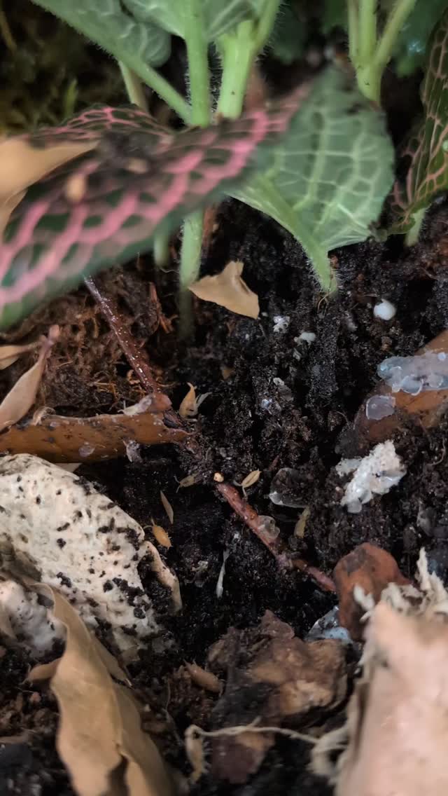 I love watching the ipods in the bioactive enclosures. Getting ready for a couple of new additions. Will share as soon as they arrive and are settled.