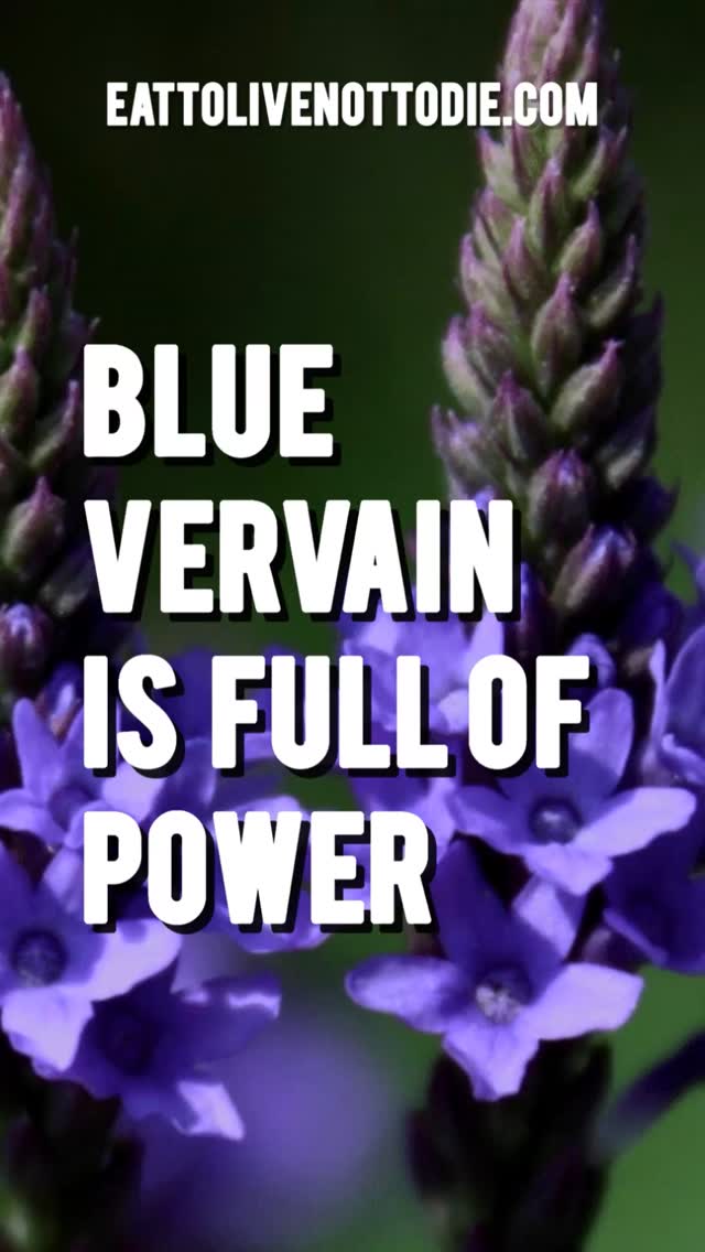 BLUE VERVAIN IS ONE OF THE TOP 10 HERBS IN THE WORLD #etlntd
