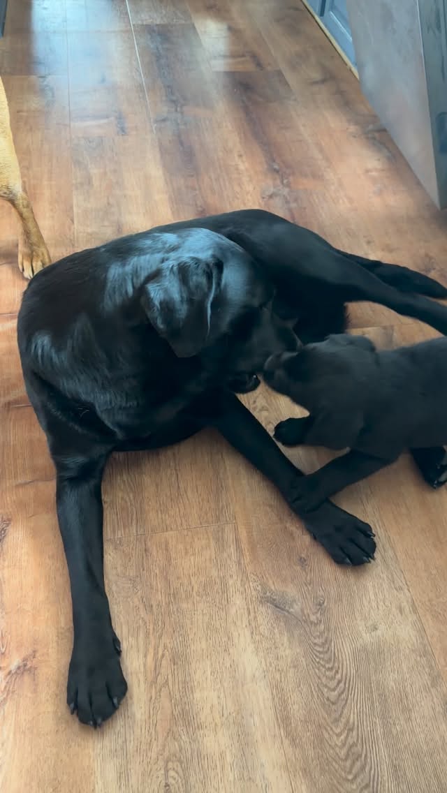 Weāve got a new little sister in the houseā¦.
.
.
.
.
.
.
#blacklab #labradorpuppy #labradorretrievers