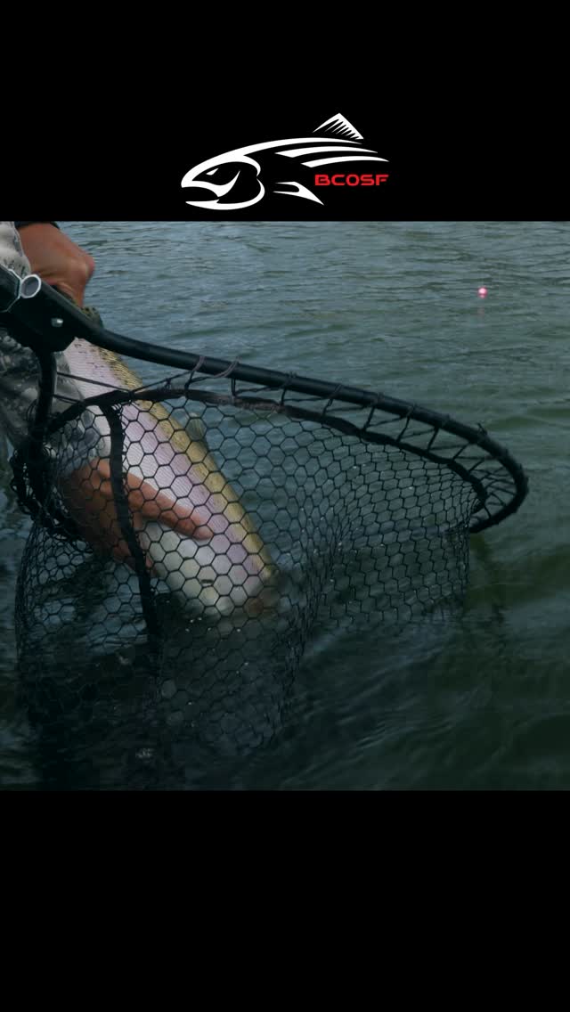 🔥 New Episode Premiere — “BCOSF Takeover” On this episode, there’s a hostile takeover… and Mike is forced to step aside as the “Wonder Twins” take over the show.
We head to the legendary waters of @ruddocksranchbc where BC fly-fishing icons @brianchanflyfishing and @philrowleyflyfishing seize control—and put on an absolute clinic.
🎣 Fly anglers, this one’s a must-watch.
Wild rainbow trout, precision stillwater tactics, and next-level insight as Brian and Phil break down fish behaviour, fly selection, and strategy in real time. With @lowrancefishing ActiveTarget lighting up what’s happening below the surface, this episode delivers a true masterclass from two of the most respected minds in fly fishing.
Mike may be sidelined… but the Wonder Twins are fully in their element 😎
This is BC fly fishing at its finest.
📺 Tune in all weekend long — PST Air Times:
@sportsmancanada
• Friday 10AM
• Saturday 2PM
• Sunday 11:30AM
@worldfishingnetwork
• Friday 6PM
• Saturday 1PM & 3PM
CHEKtv
• Sunday 6:30AM & 12PM