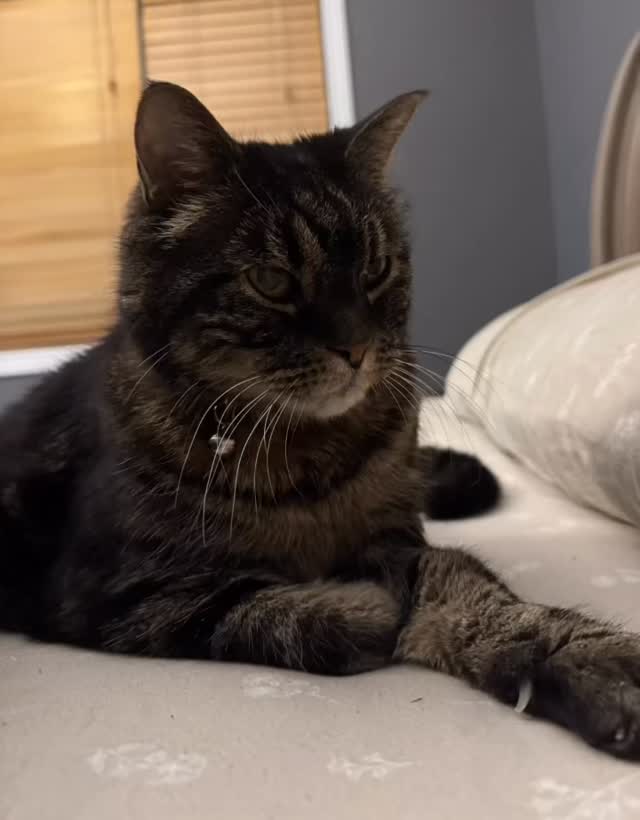 Had to take a pic of this handsome boy. Name: Commander. Occupation: professional interrupter. Hobbies: Sleeping. #cats_of_instagram #lisakcreations #homewithacat