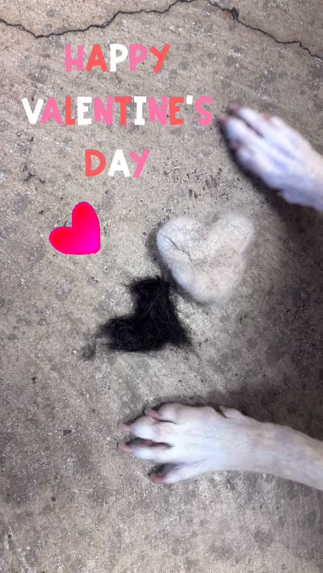 Happy Valentines Day! 🐾❤️. Today we’re feeling extra grateful for all the love — the wagging tails, happy kisses, and amazing clients who trust us with their furry family members. Thank you for letting us be part of your pets’ lives and for supporting our little salon every day.
Wishing you and your four-legged Valentines a day full of cuddles, treats, and lots of love! 💕✨#albuquerque #nm #abqtrue #valentinesday #puppylove