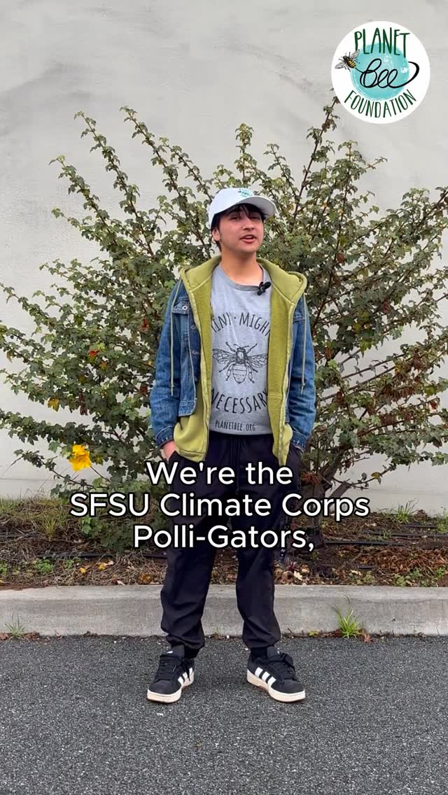 You don’t have to go far to find plants pollinators love 🌿🐝
Our amazing interns from @sanfranciscostate @sfstate_collegecorps are exploring their college campus to identify native plants—and showing how those same plants can be found in neighborhoods, parks, and schoolyards, too.
This week’s plant: California flannel bush — a bold California native with bright yellow blooms that bees can’t resist.
Follow @planet_bee for more native plant spotlights.
#pollinators #interns #nativeplants #inaturalist #nativebees