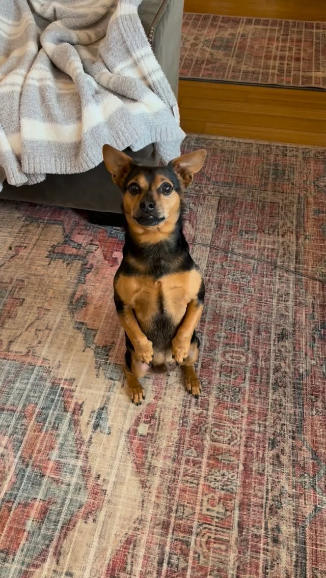 Roscoe the Mini has a lot on his mind and we like to encourage him to speak up when he needs something! He needed attention and snacks…just what I suspected!
#petsitter #asheville #dogsitter #situp #snacks