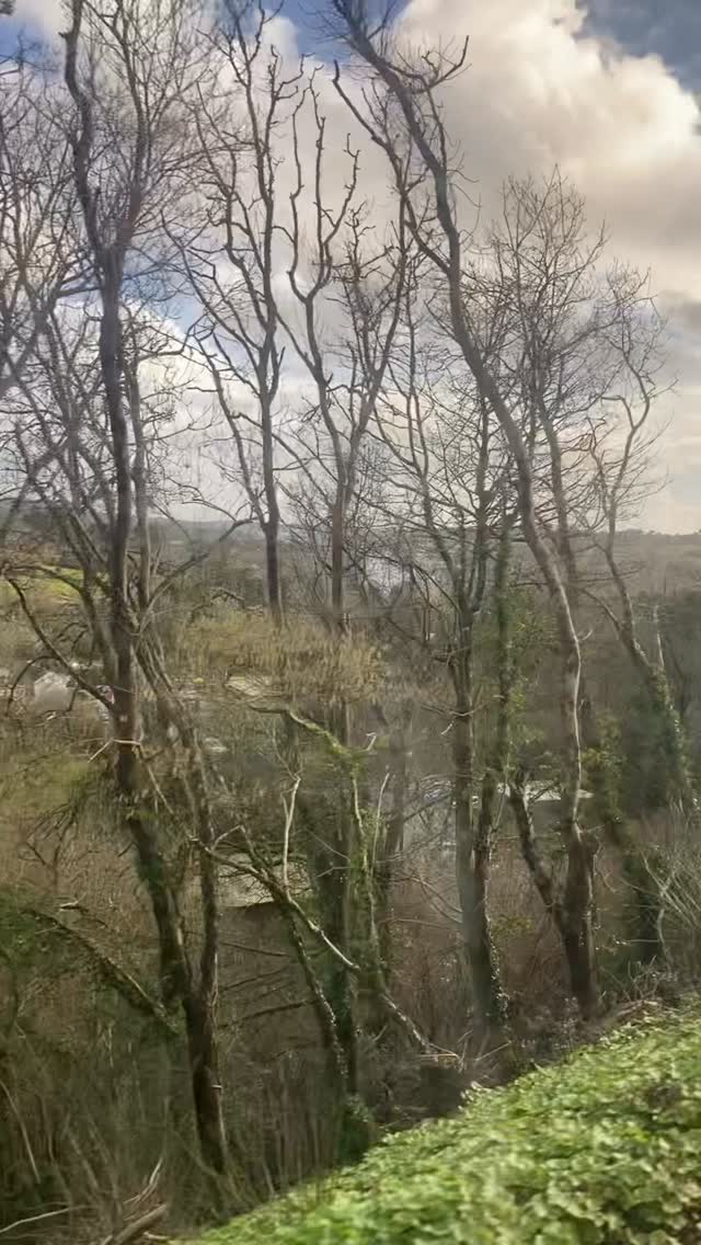 Exploring Cornwall by train… for foraging!
This was an excellent trip to Falmouth… coming off at Penmere, walking to Swanpool then around to Gylly where some brave people were going for a dip.
Even in winter there’s plenty to forage for - Alexander’s, three cornered leek, sorrel, tree mallow and sea beet, plus seaweed (although not advised to be picked up off the beach!). We spotted a mermaid’s purse, blew sea whistles, saw Elaeagnus berries ripening… then ate fish and chips before heading back to catch the train! Lovely day out
#forage #wildfood #cornwall #getoutside #winter