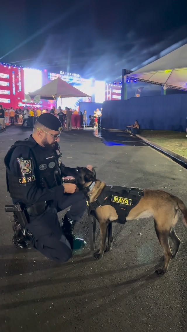 MAYA, DA GCM, ROUBA A CENA NO SHOW DE SIMONE MENDES NO CARNAVAL DE RIO PRETO
No meio da multidão que acompanhou o show de Simone Mendes no Recinto de Exposições, um reforço especial de segurança chamou atenção do público: Maya, a pastora belga da Guarda Civil Municipal.
Ao lado dos agentes, a cadela atuou no patrulhamento do evento promovido pela Prefeitura, circulando entre os foliões e reforçando a segurança durante a noite.