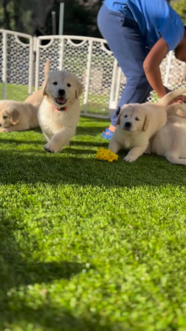After the rain!
Getting some evening rays before settling in for the night 🌙✨
#goldenretriever #goldenretrieverpuppy #puppies #golden #puppy
