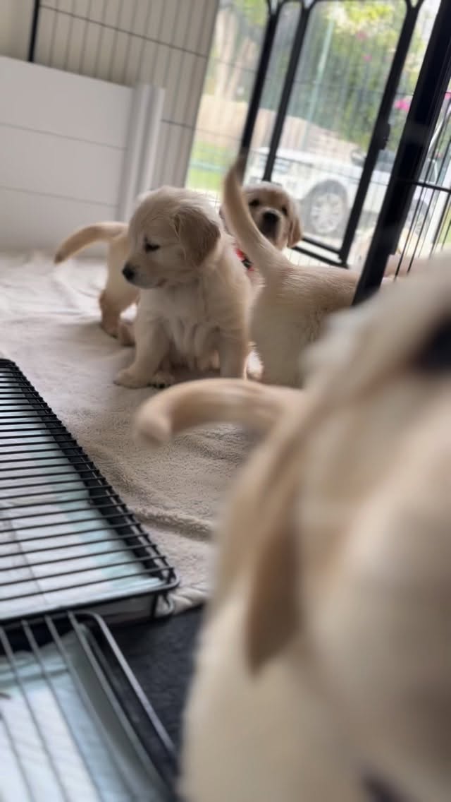 Hello, Sunday!
#goldenretriever #goldenretrieverpuppy #puppies #golden #sunday