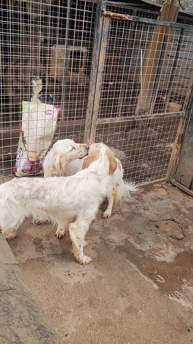A romantic moment in the enclosure ❤️
Oliver is so happy Cooper moved in to his kennel!